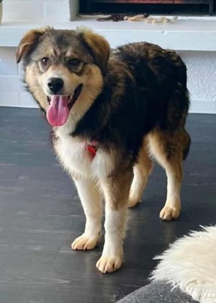 JELLA -rundum tolles Hundekind-