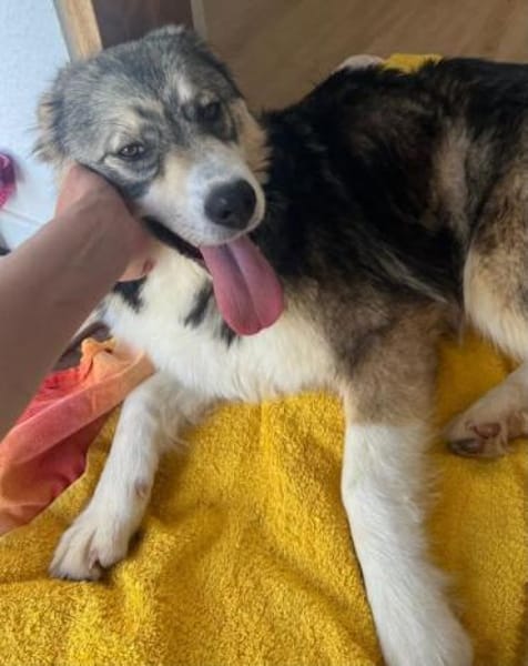 JELLA -rundum tolles Hundekind-