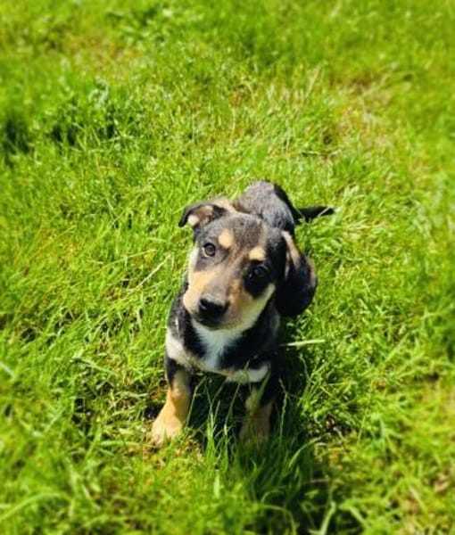 Dackel Pinscher Mix Rocky