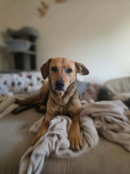 Vali  Traumhundpotenzial 🐾