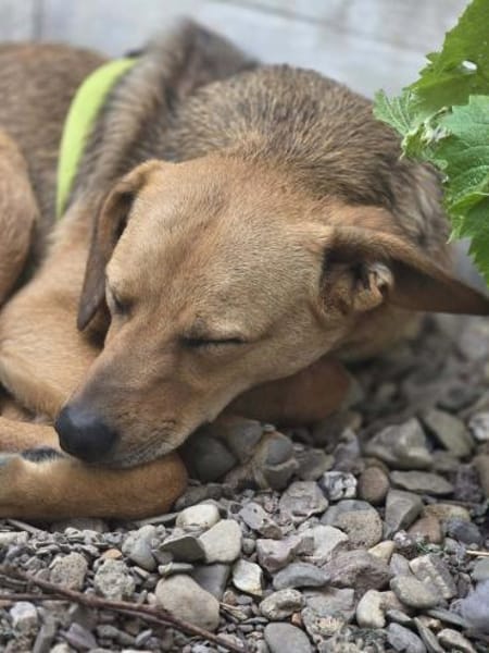 Vali  Traumhundpotenzial 🐾