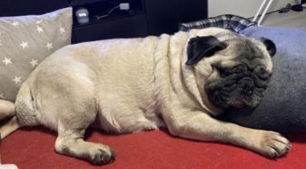 Sofa frei? Mops MARGO hätte Interesse!