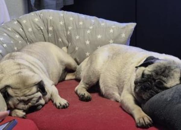 Sofa frei? Mops MARGO hätte Interesse!
