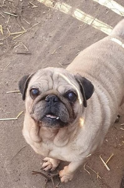 Mops VIKI auf Wohnungssuche