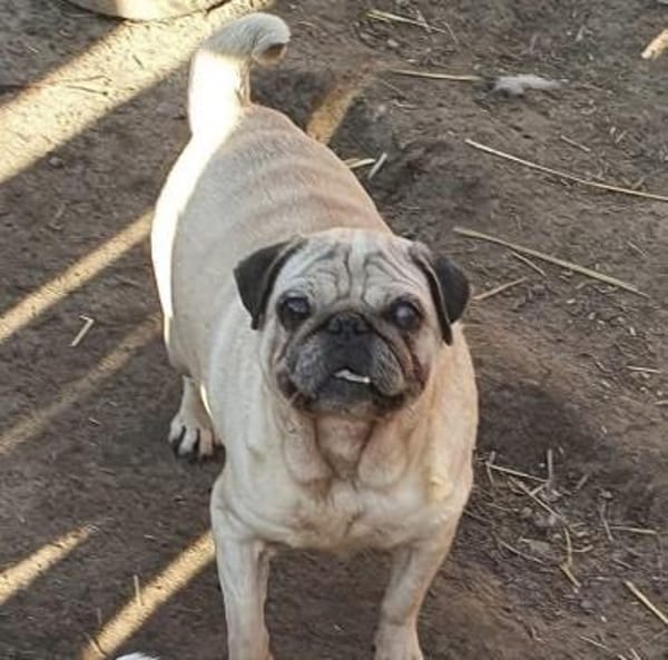 Mops VIKI auf Wohnungssuche