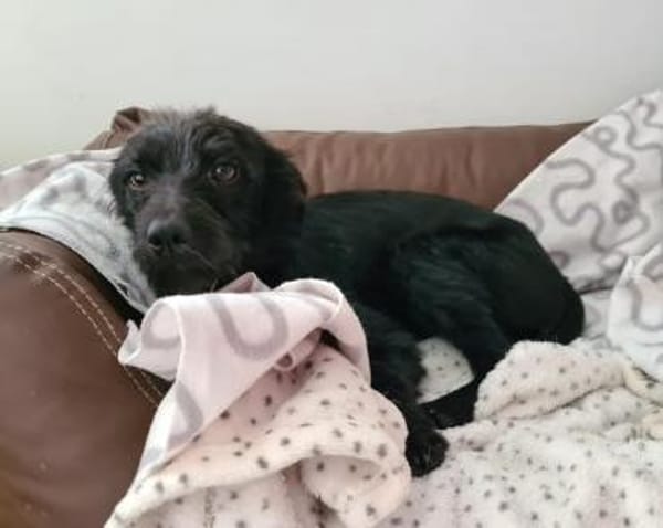 Schmusebacke Tom sucht ein Zuhause