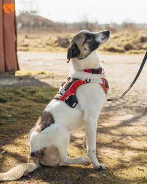 Hündin Luna aus Goch sucht neues Zuhause