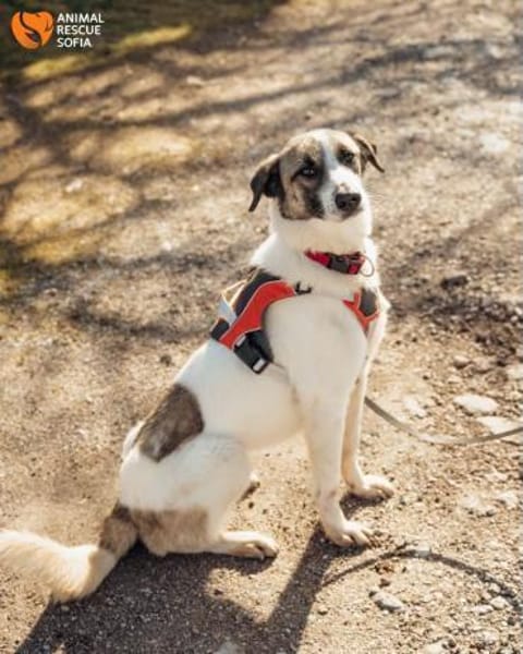 Hündin Luna aus Goch sucht neues Zuhause