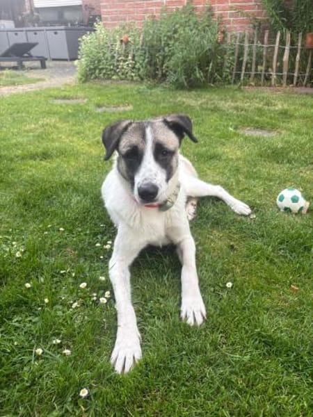 Hündin Luna aus Goch sucht neues Zuhause