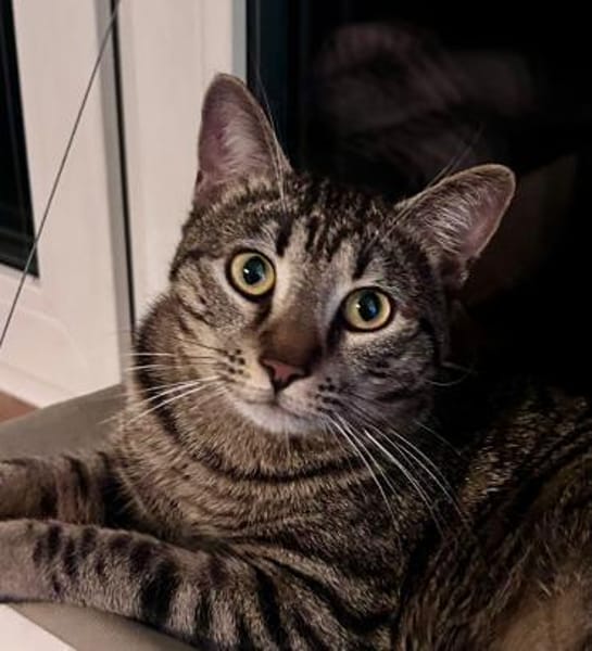 Junger Kater PEPPER sucht sein Zuhause!