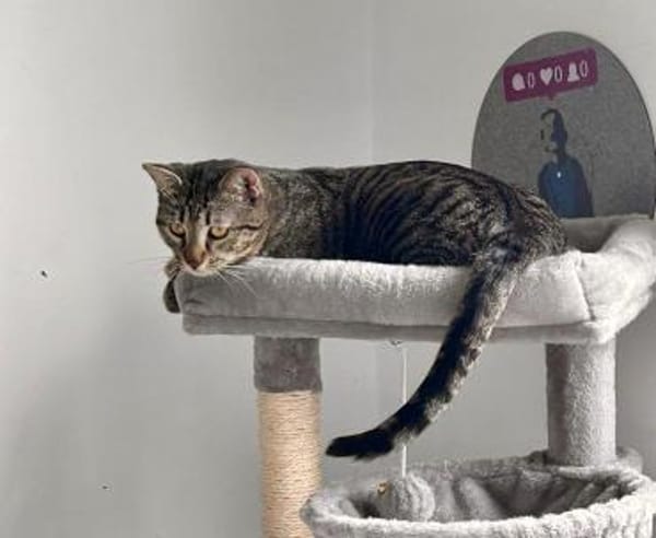 Junger Kater PEPPER sucht sein Zuhause!