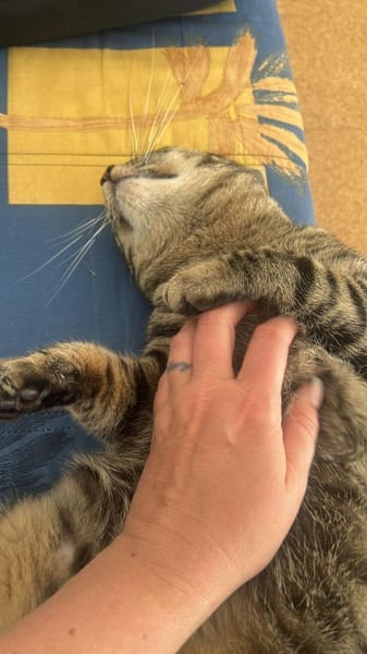 Junger Kater PEPPER sucht sein Zuhause!