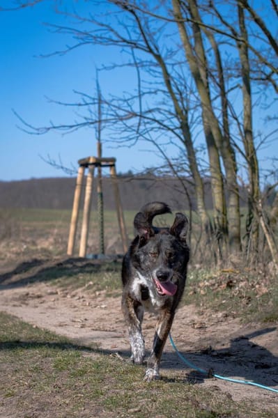 Verschmuster RUDY sucht sein Zuhause!