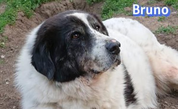 Bruno 2 - gemütlich, ruhig - Gnadenbrot
