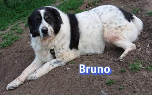 Bruno 2 - gemütlich, ruhig - Gnadenbrot