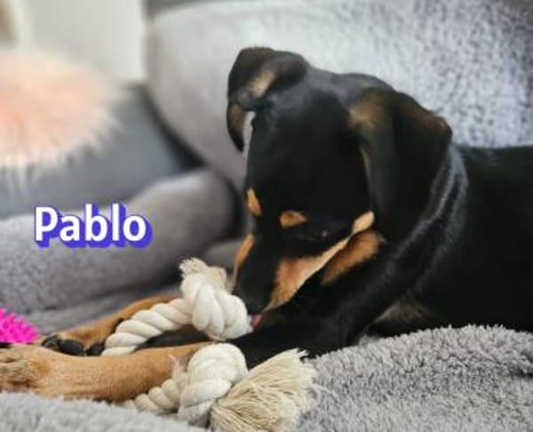 Pablo - aufmerksam und freundlich