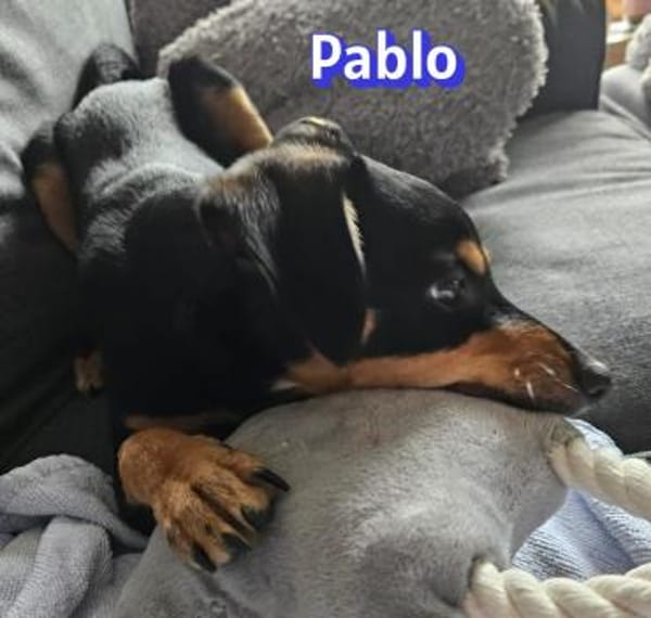 Pablo - aufmerksam und freundlich