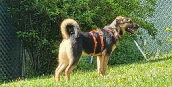 ELLIE -Rundum tolles Hundekind-