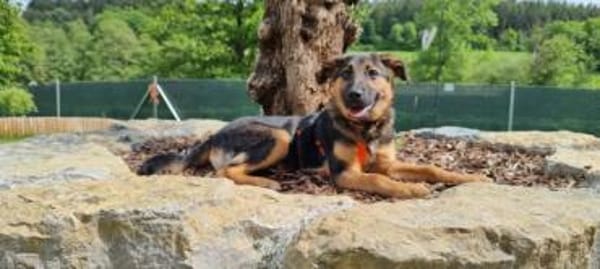ELLIE -Rundum tolles Hundekind-