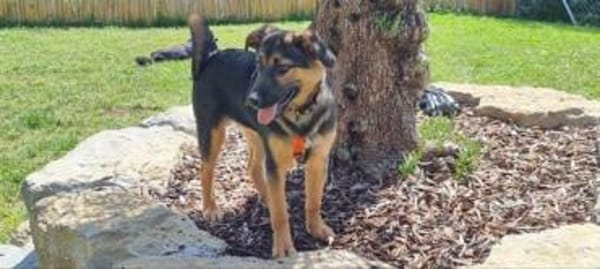 ELLIE -Rundum tolles Hundekind-