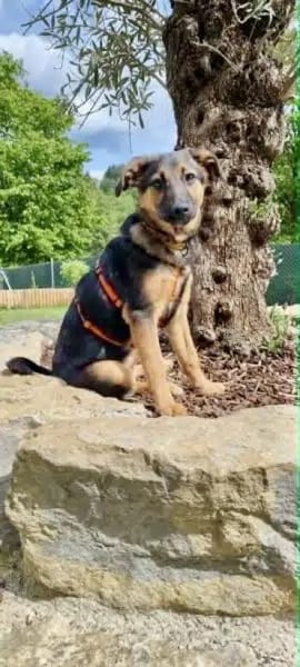 ELLIE -Rundum tolles Hundekind-