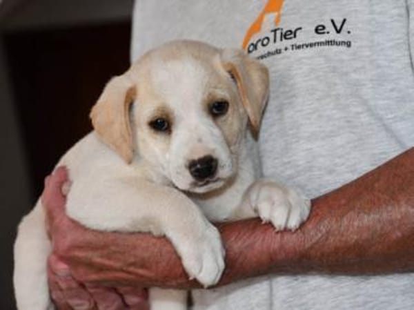 Goldiger Bibbo sucht Zuhause