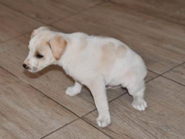 Goldiger Bibbo sucht Zuhause