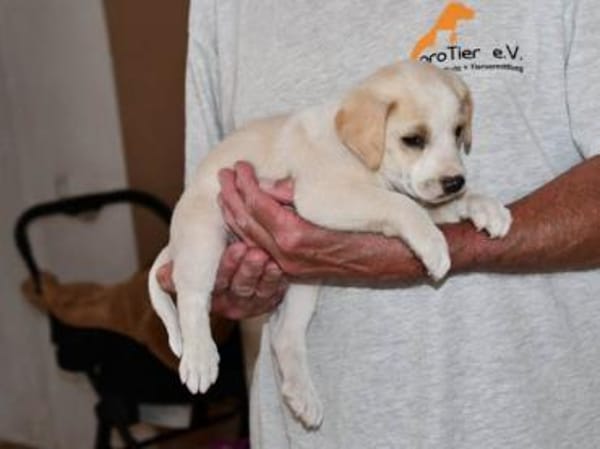 Goldiger Bibbo sucht Zuhause