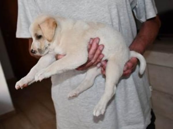 Goldiger Bibbo sucht Zuhause