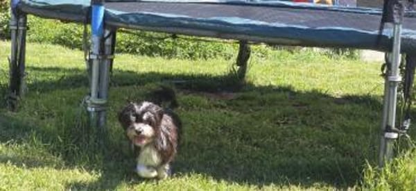Paula , kleine Prinzessin