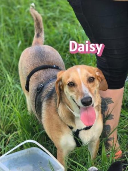 Daisy - treu und menschenbezogen