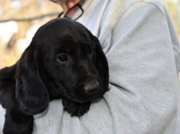 Möchten Sie Sorso ein Zuhause geben?