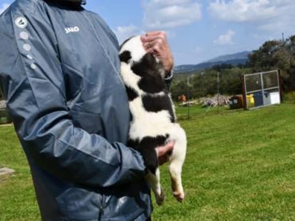 Fede möchte adoptiert werden