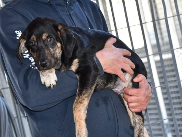 Bricko sucht liebevolles Zuhause