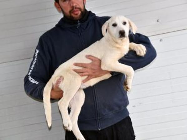 Canada möchte adoptiert werden