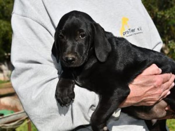 Möchten Sie Black begleiten?