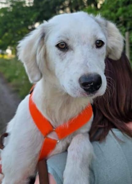 KABO -Rundum tolles Hundekind-