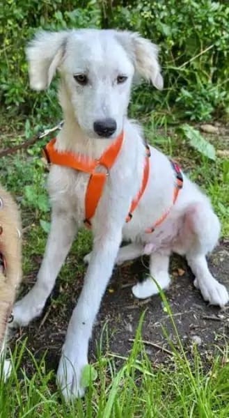 KABO -Rundum tolles Hundekind-