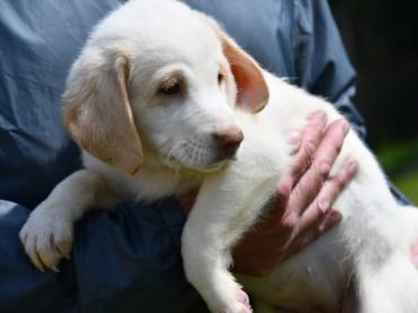 Neues Zuhause für Fumè gesucht