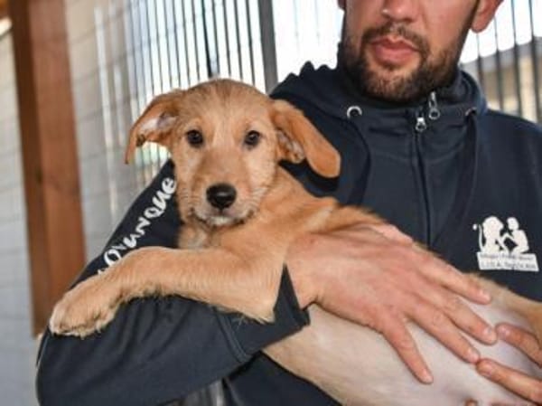 Boby hofft auf ein gutes Hundeleben