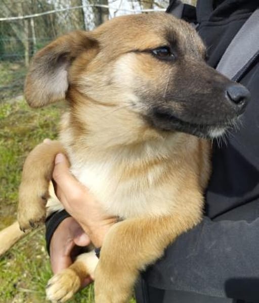 Süsser kleiner Welpe Szimat