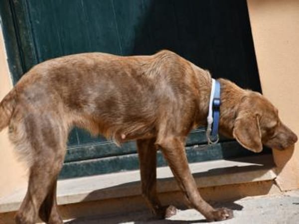 Lola sucht sportliche Menschen