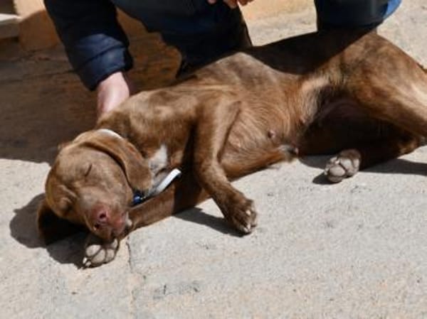 Lola sucht sportliche Menschen