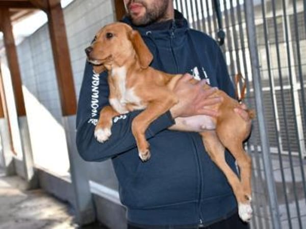 Anellino möchte seine Familie finden