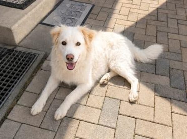 April sucht passendes Zuhause