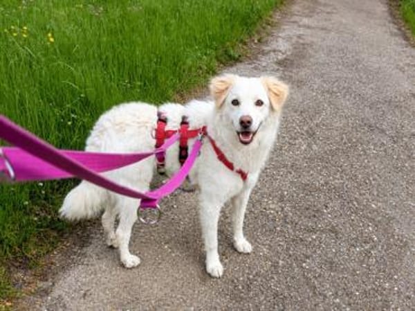 April sucht passendes Zuhause