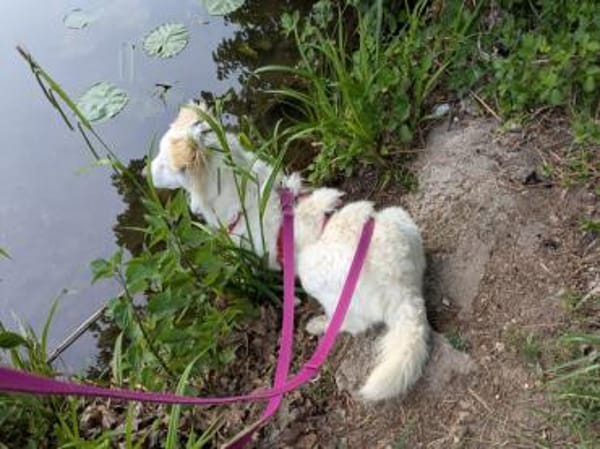 April sucht passendes Zuhause