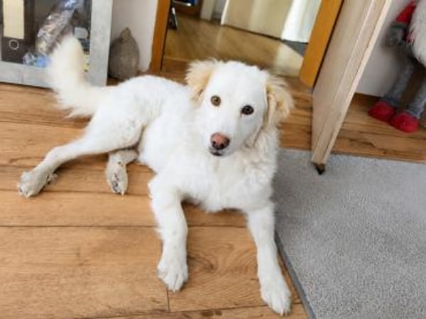 April sucht passendes Zuhause