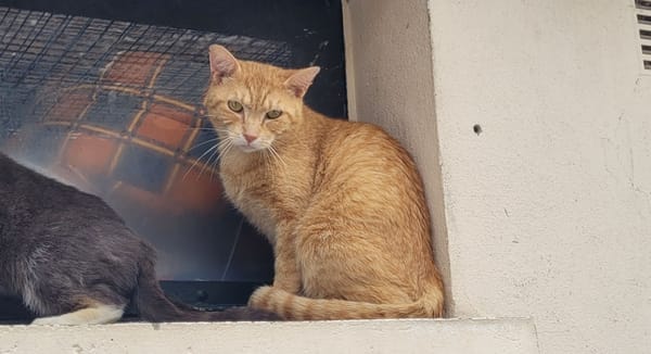 MARCO