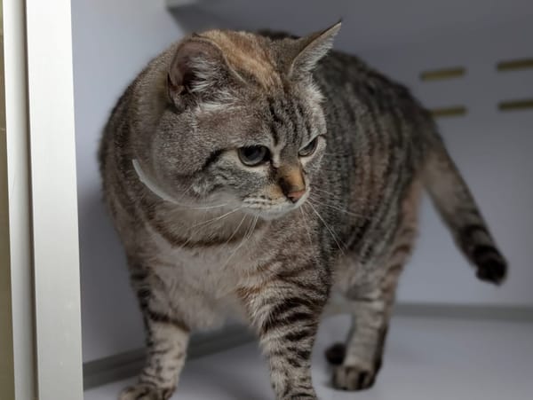 NAÏS